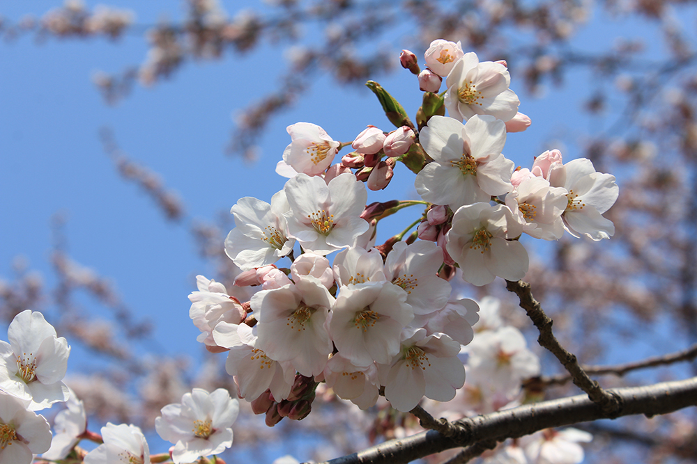 桜